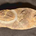 Nobiliasaphus nobilis Trilobite at the online store www.fossilcave.com