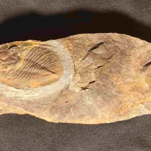 Nobiliasaphus nobilis Trilobite at the online store www.fossilcave.com