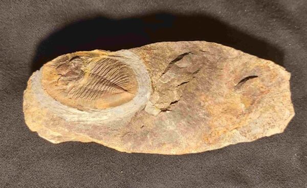 Nobiliasaphus nobilis Trilobite at the online store www.fossilcave.com