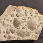 Triassic Clam Pecten discites at the online store www.fossilcave