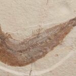 fossil Fish Tharsis dubius at the online store www.fossilcave.com