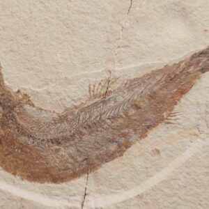 fossil Fish Tharsis dubius at the online store www.fossilcave.com