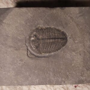 Large Elrathia Trilobite from Wheeler Shale in Utah at the online store www.fossicave.com