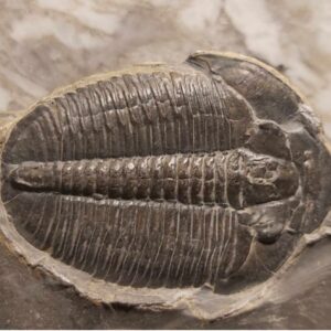 Utah Trilobite Elrathia from Wheeler shale at the online store www.fossilcave.com