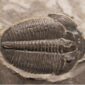 Utah Trilobite Elrathia from Wheeler shale at the online store www.fossilcave.com