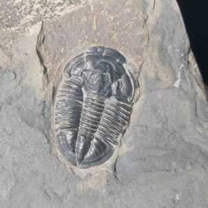 Trilobite Asaphiscus Wheeleri from the Wheeler Shale in utah at the online store www.fossilcave.com