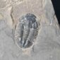 Trilobite Asaphiscus Wheeleri from the Wheeler Shale in utah at the online store www.fossilcave.com