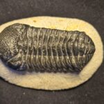 Morocops ovatus Trilobite from Morocco at the online store www.fossilcave.com