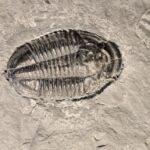 Cambrian Trilobite Asaphiscus wheeleri fossil at the online store www.fossilcave.com