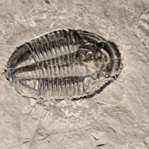 Cambrian Trilobite Asaphiscus wheeleri fossil at the online store www.fossilcave.com