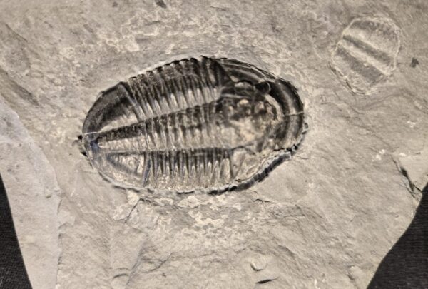 Cambrian Trilobite Asaphiscus wheeleri fossil at the online store www.fossilcave.com