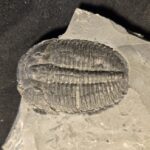Large Elrathia Trilobite from Wheeler Shale at the online store www.fossilcave.com