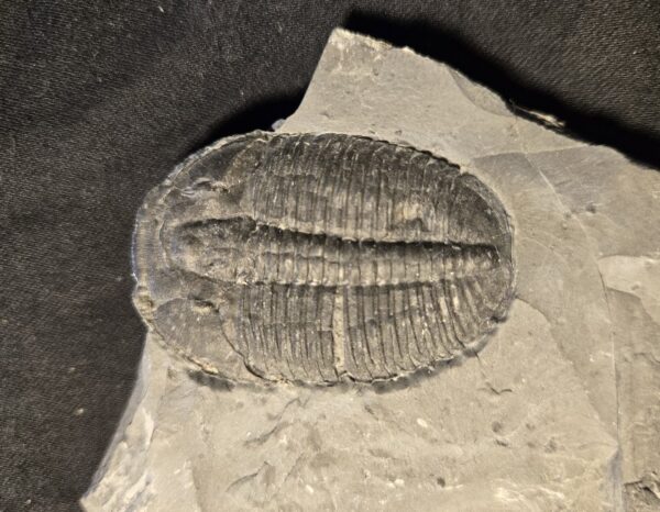 Large Elrathia Trilobite from Wheeler Shale at the online store www.fossilcave.com