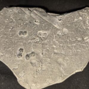 Cambrian Trilobite Perenopsis interstrictus at the online store www.fossilcave.com