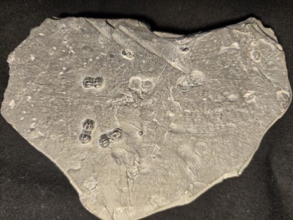 Cambrian Trilobite Perenopsis interstrictus at the online store www.fossilcave.com