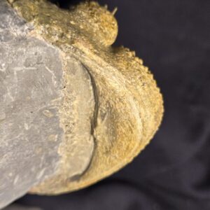 Drotops armatus for sale - Image 4