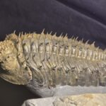 Drotops armatus Trilobite from Morocco at the online store www.fossilcave.com for sale