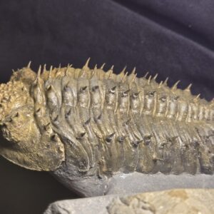 Drotops armatus Trilobite from Morocco at the online store www.fossilcave.com for sale