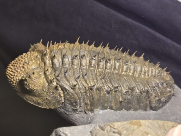 Drotops armatus Drotops armatus Trilobite from Morocco at the online store www.fossilcave.com for sale