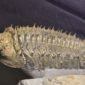 Drotops armatus Trilobite from Morocco at the online store www.fossilcave.com for sale