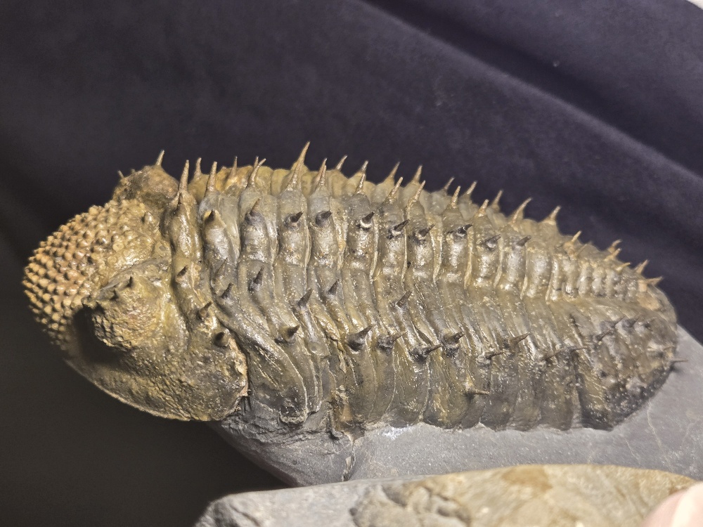 Large Drotops armatus for sale | Fossil Cave Large