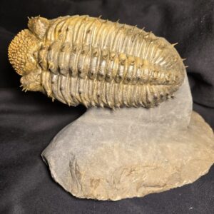 Drotops armatus for sale - Image 6