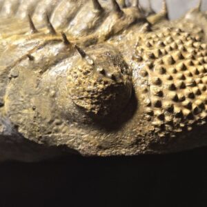 Drotops armatus for sale - Image 7