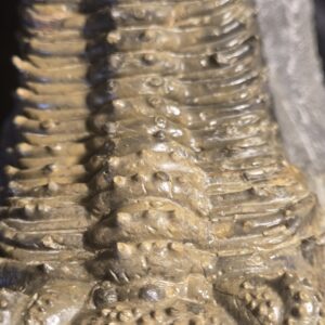 Drotops megalomanicus / armatus for sale - Image 9