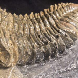 Drotops megalomanicus / armatus for sale - Image 3