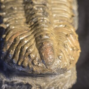 Drotops megalomanicus / armatus for sale - Image 4