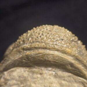 Drotops megalomanicus / armatus for sale - Image 5