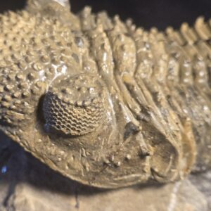 Drotops megalomanicus / armatus for sale - Image 6