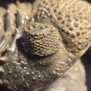 Drotops megalomanicus / armatus for sale - Image 7