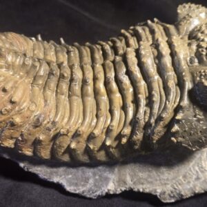 Drotops megalomanicus / armatus for sale - Image 8