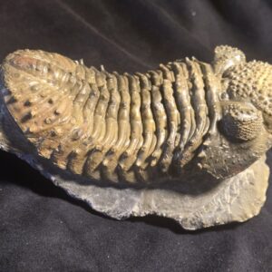 Droptops megalomanicus - armatus at the online store www.fossilcave.com for sale