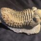 Droptops megalomanicus - armatus at the online store www.fossilcave.com for sale