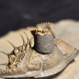 Top quality spiny Erbenochile erbeni Trilobite from Morocco for sale - Image 6