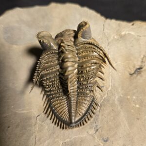 Top quality spiny Erbenochile erbeni Trilobite from Morocco for sale - Image 7