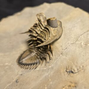 Top quality spiny Erbenochile erbeni Trilobite from Morocco for sale - Image 3