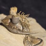 Erbenochile erbeni trilobite from Morocco at the online store www.fossilcave.com for sale