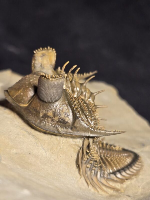 Erbenochile erbeni Trilobite Erbenochile erbeni trilobite from Morocco at the online store www.fossilcave.com for sale