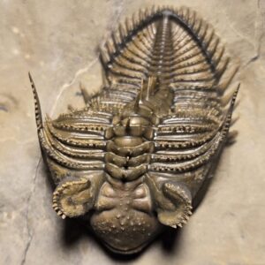 Top quality spiny Erbenochile erbeni Trilobite from Morocco for sale - Image 4