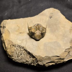 Top quality spiny Erbenochile erbeni Trilobite from Morocco for sale - Image 5