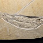 Fossil Fish Tharsis dubius from the Solnhofen Limestones at the online store www.fossilcave.com