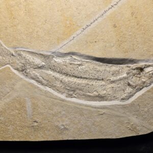 Fossil Fish Tharsis dubius from the Solnhofen Limestones at the online store www.fossilcave.com