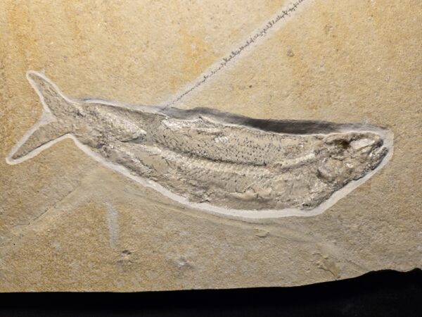 Tharsis dubius from the Solnhofen Limestones Fossil Fish Tharsis dubius from the Solnhofen Limestones at the online store www.fossilcave.com