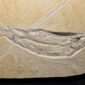 Fossil Fish Tharsis dubius from the Solnhofen Limestones at the online store www.fossilcave.com