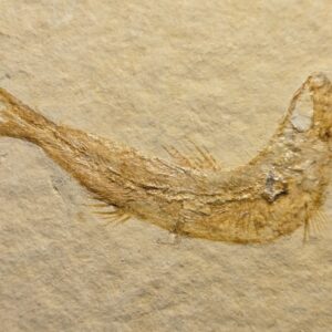 Leptolepides sprattiformis at the online store www.fossilcave.com