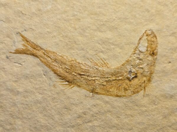 Leptolepides sprattiformis at the online store www.fossilcave.com