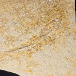 Leptolepides sprattiformis at the online store www.fossilcave.com